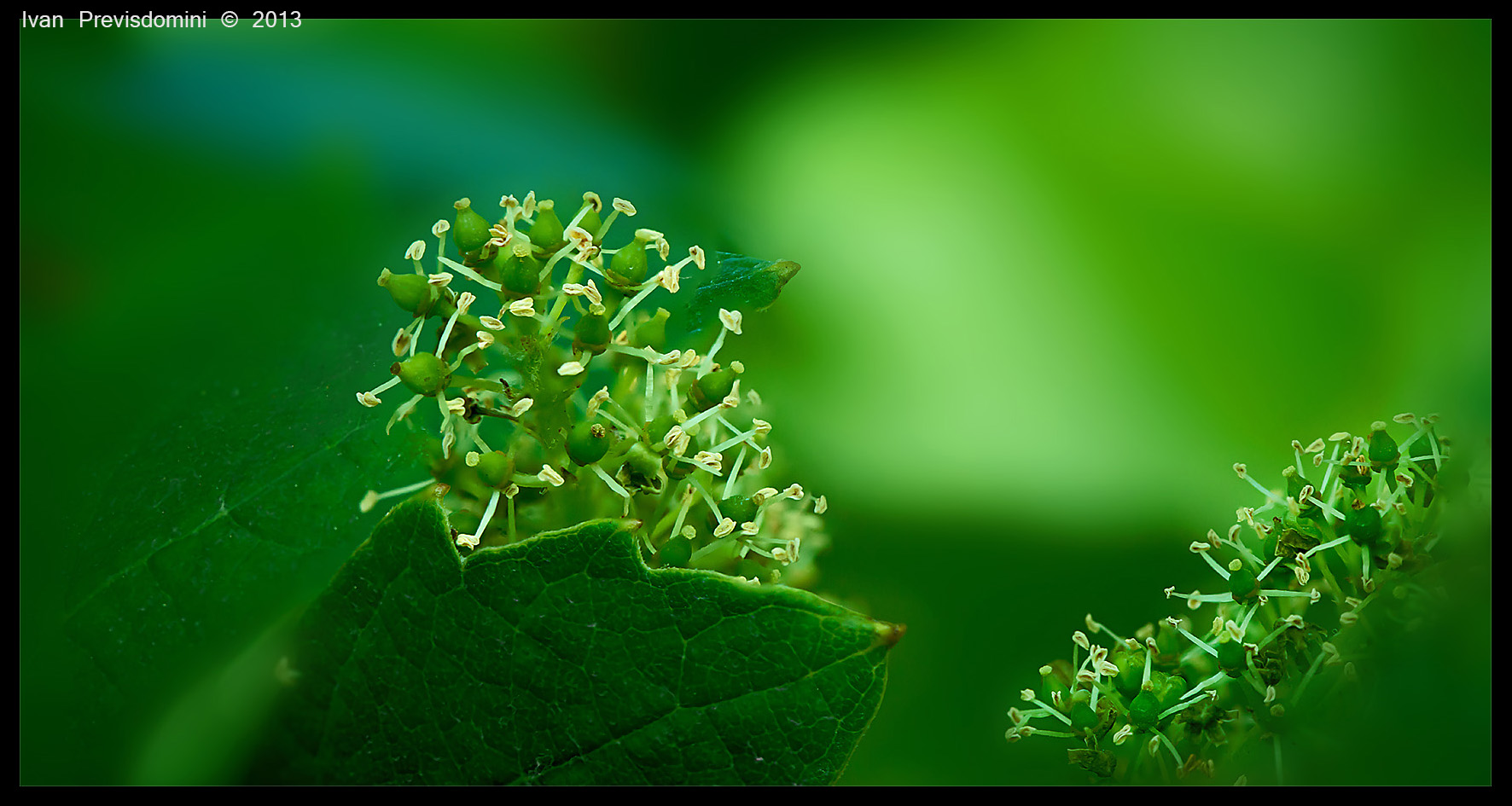 #vigna
